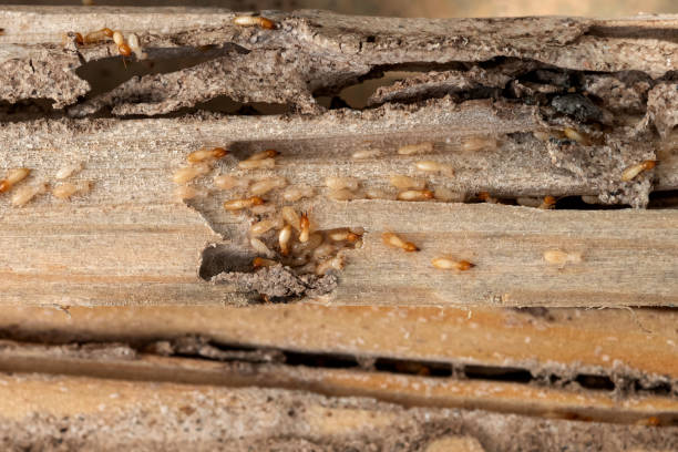 Spider Control Near Me in Lake Forest, CA